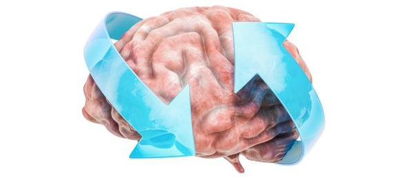 Essential Nutrients & The Best Memory Supplements For Your Brain